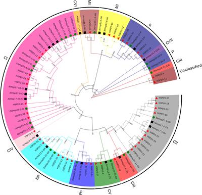 Genome-Wide Characterization of the HSP20 Gene Family Identifies Potential Members Involved in Temperature Stress Response in Apple